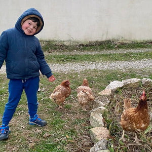 De nouvelles poules dans la famille - Comme Avant