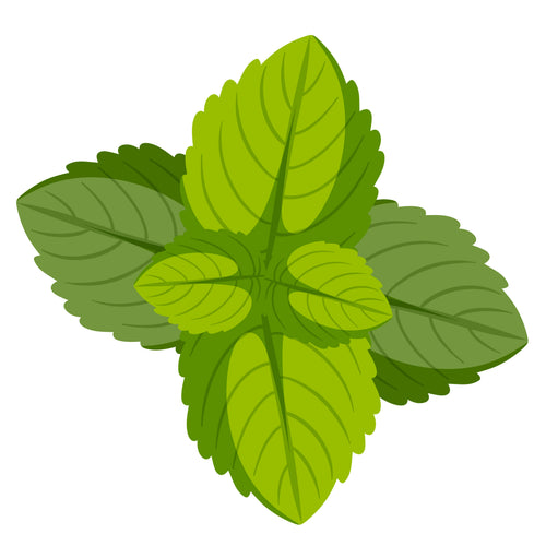 Menthe